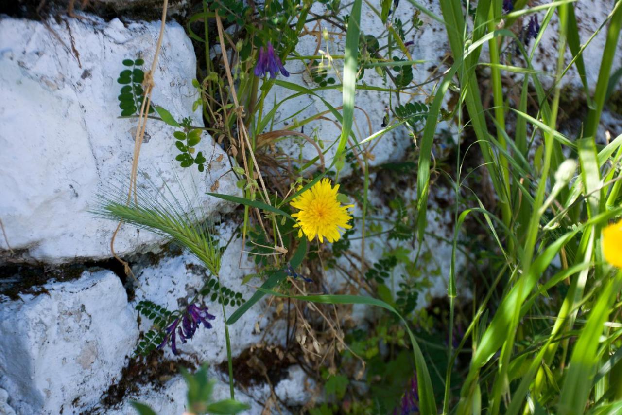 The Olive Cottage - Ithaca Ithaka Exteriér fotografie